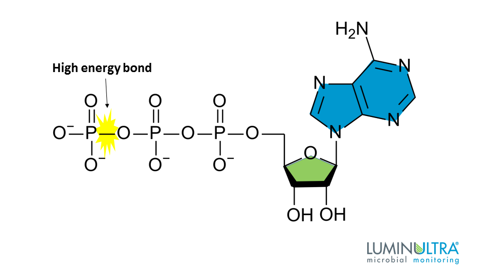  What Is ATP Adenosine Triphosphate And What Does It Do 